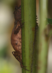 Acanthosaura lepidogaster