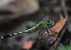 Diplacodes trivialis