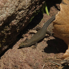 Fitzinger's Algyroides photo 4
