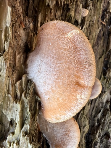 Stinking Orange Oyster