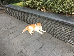Felis catus