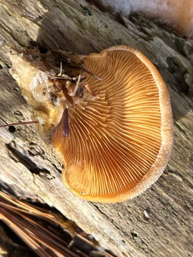 Stinking Orange Oyster