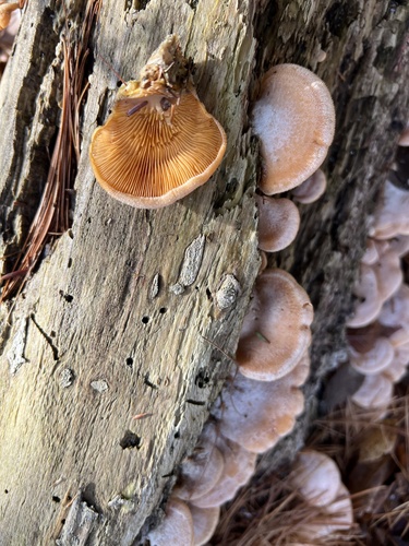 Stinking Orange Oyster
