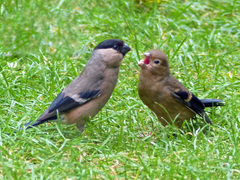 Eurasian Bullfinch photo 6