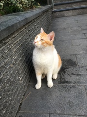 Felis catus