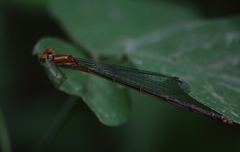 Pseudagrion pilidorsum declaratum