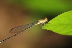 Pseudagrion pilidorsum declaratum