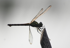 Potamarcha congener