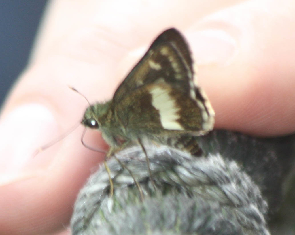 Banded Ace