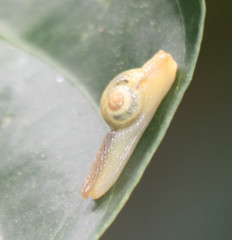 Helicarionidae