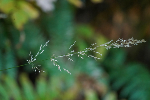 Image of Calamagrostis brachytricha by (c) WATANABE Hitoshi 渡辺仁, some rights reserved (CC BY)