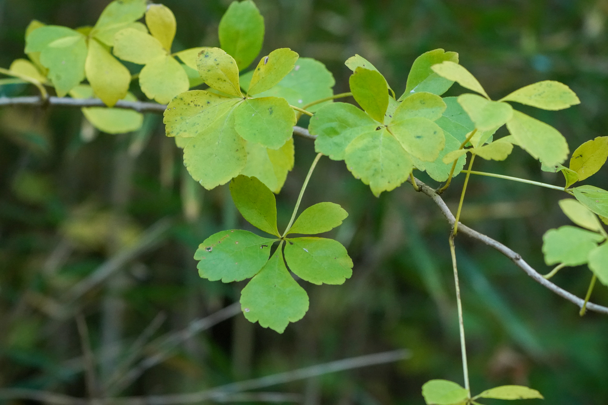 Honshu Ginseng (Eleutherococcus spinosus)