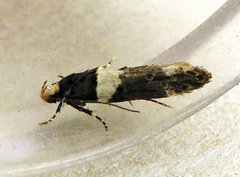 Recurvaria leucatella