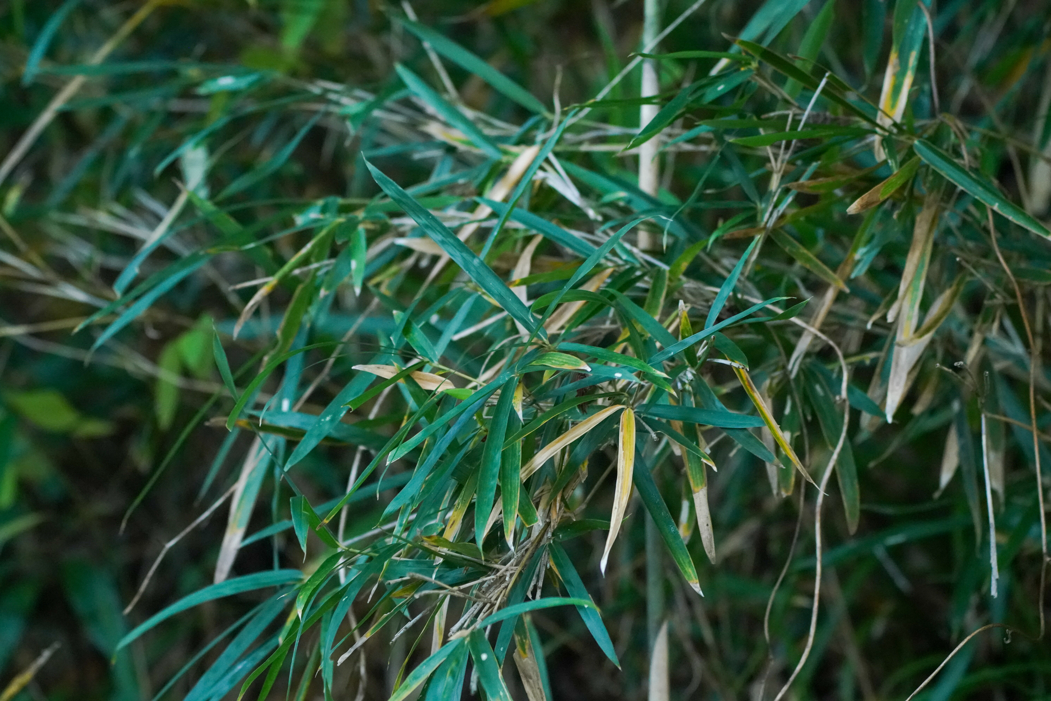 Chino Bamboo (Pleioblastus argenteostriatus)