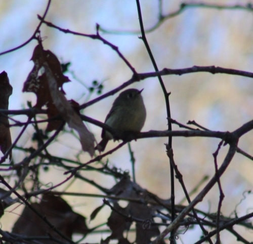 Ruby-crowned Kinglet photographed in Rhode Island