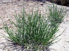 Anabasis syriaca
