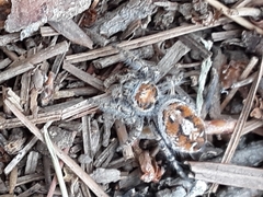 Phidippus comatus