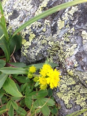 Solidago leiocarpa