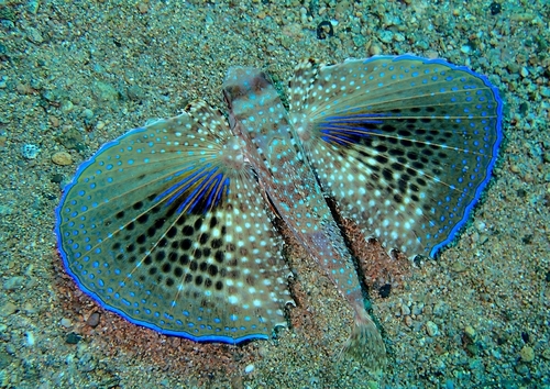 Flying gurnard (Dactylopterus volitans) — Dactylopteridae — 3
