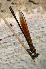 Euphaea ochracea