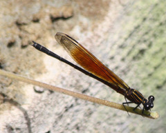 Euphaea ochracea