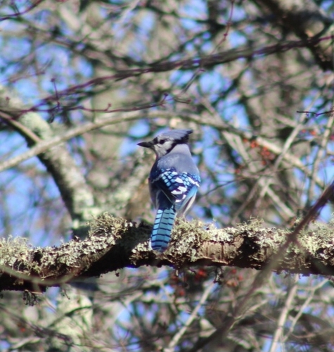 Blue Jay photographed in Rhode Island