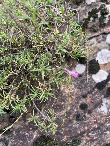 Lange's Pink (Dianthus langeanus)