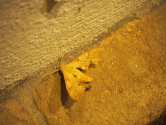 Marumba quercus