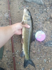 Moxostoma erythrurum