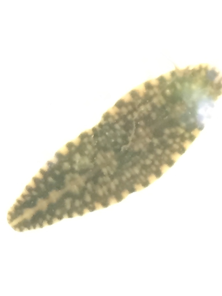 Smooth Turtle Leech (Placobdella parasitica) · iNaturalist