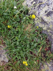 Solidago leiocarpa