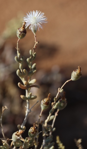 Day Desertfig (Mesembryanthemum brevicarpum)