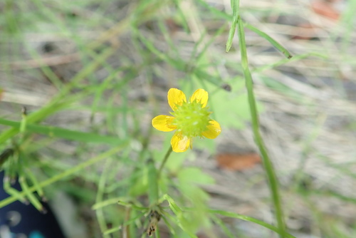Image of Ranunculus macounii by no rights reserved