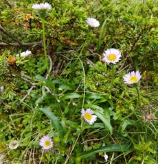 Erigeron alpinus