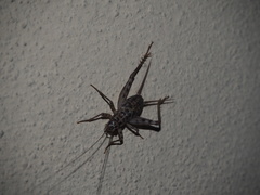 Gryllomorpha dalmatina