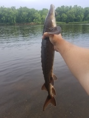 Acipenser fulvescens