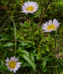 Erigeron alpinus