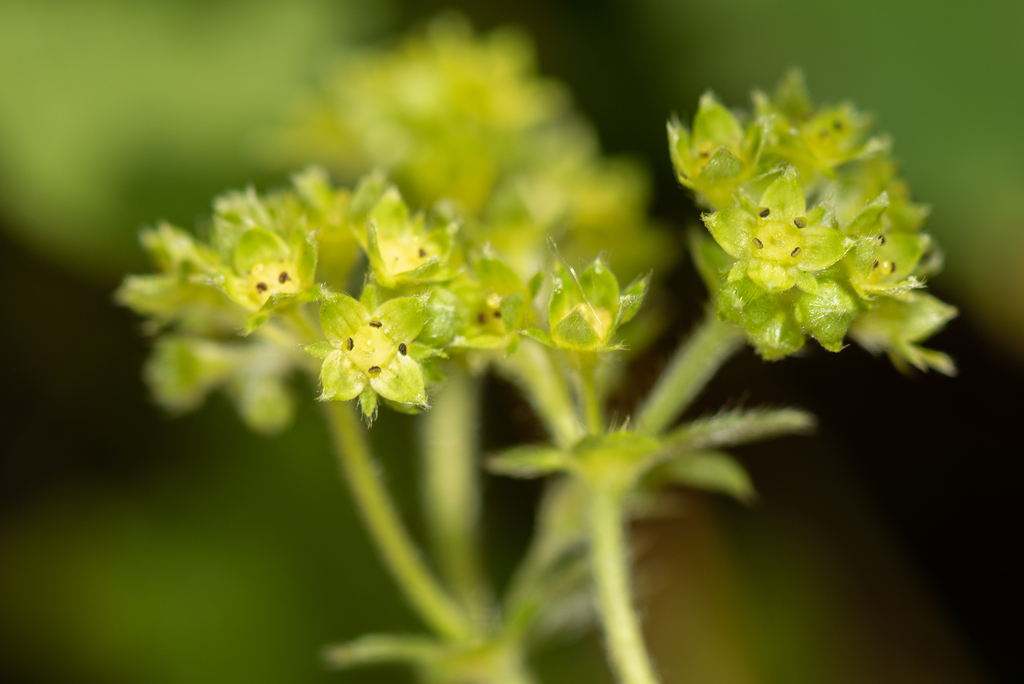 Alchemilla bombycina