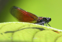Euphaea ochracea