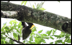 Picus chlorolophus
