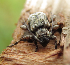 Leptostylus transversus