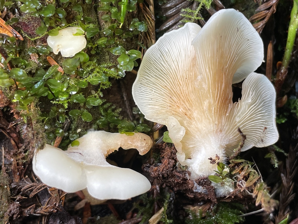 Crepidotus sp. 'applanatus-IN01'