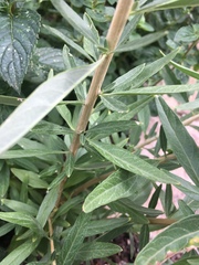 Mentha cervina