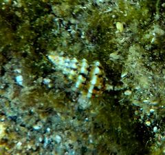 Cerithiidae