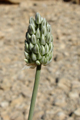 Allium artemisietorum