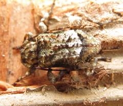 Leptostylus transversus