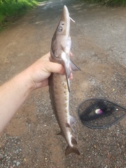 Acipenser fulvescens