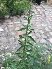Mentha cervina