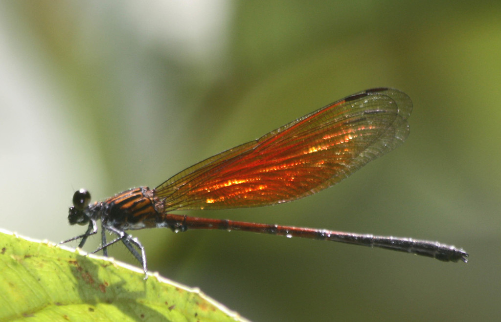 Euphaea ochracea