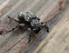 Leptostylus transversus